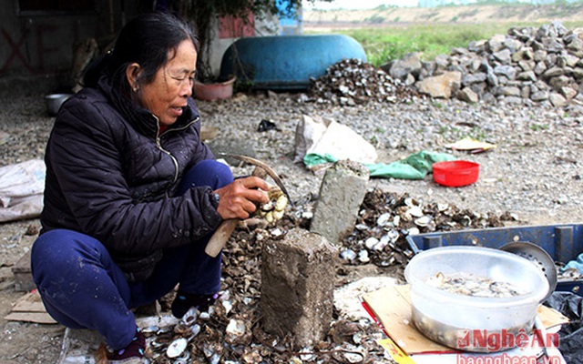 Nhộn nhịp mùa thu hoạch 'thần dược' cho quý ông