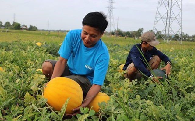 Nửa triệu một cặp dưa hấu An Tiêm trưng Tết