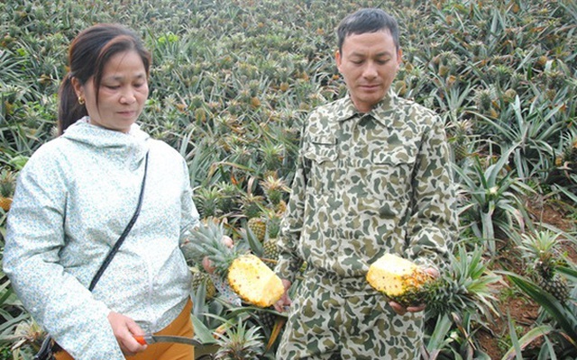 Đã có doanh nghiệp thu mua hàng trăm ha dứa thối bất thường của bà con