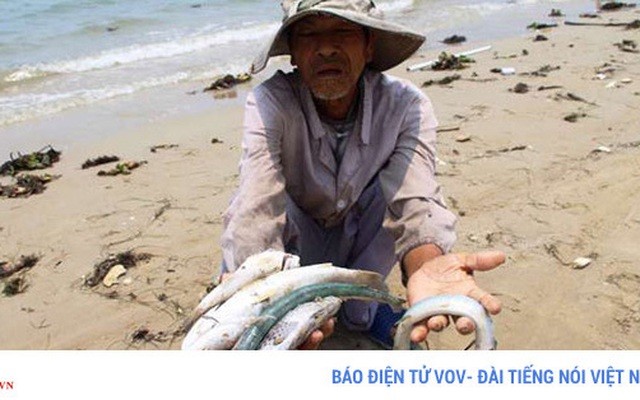 Một năm sau sự cố môi trường: Biển hồi sinh, hải sản tươi ngon