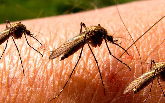 Thế giới có "điên đảo" không nếu loài muỗi biến mất hoàn toàn?