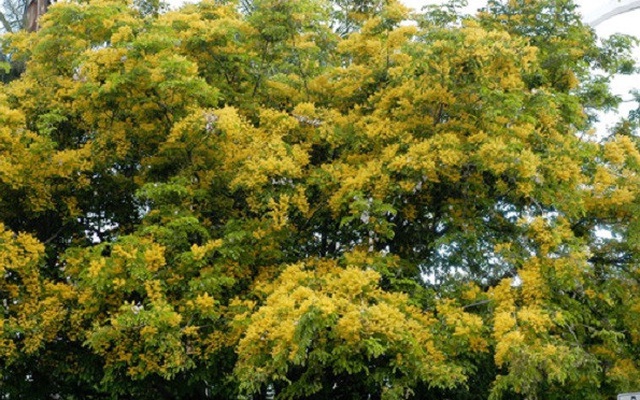 Ưu điểm của giáng hương, loại cây sắp thay thế xà cừ trên đường Phạm Văn Đồng