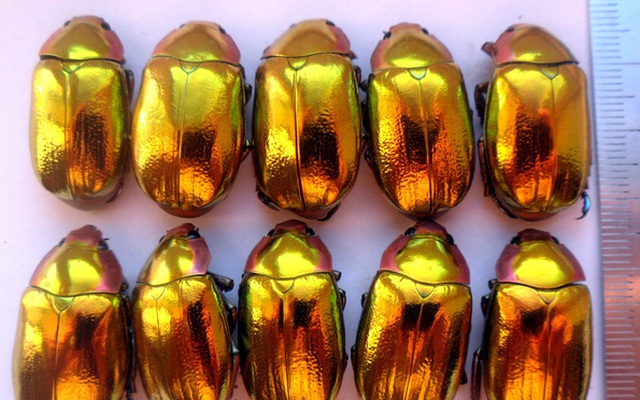 Nhìn bọ hung mà tưởng cục vàng, và các nhà khoa học đã khám phá ra bí mật đằng sau màu sắc ảo diệu của chúng