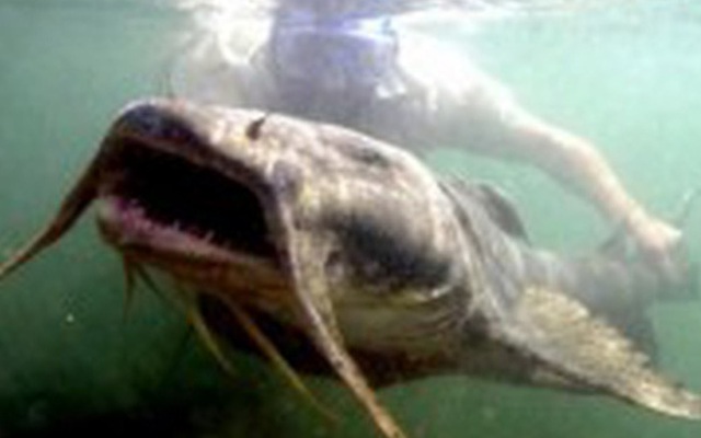 Săn cá khủng ở sông Đà chỉ còn là truyền thuyết?