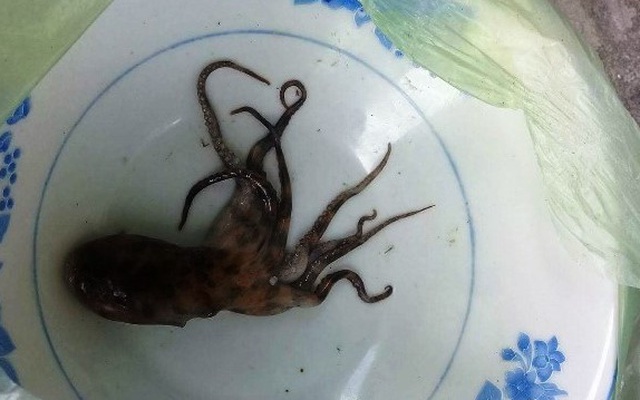 Vụ bạch tuộc cắn chết người: Gia đình từ chối kiểm nghiệm con bạch tuộc