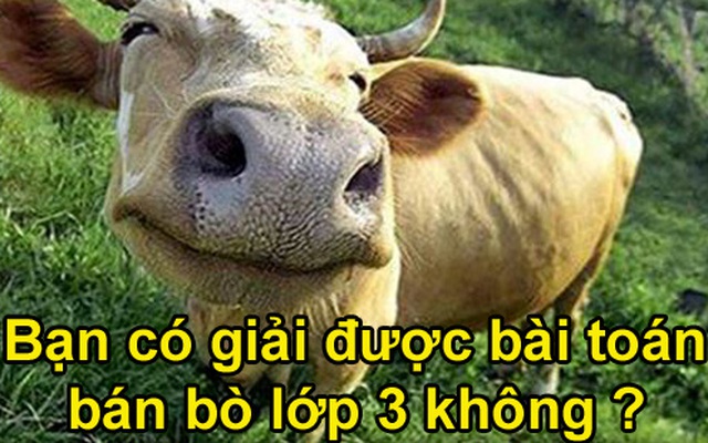 Tình cảm gia đình 'đi xuống' vì bài toán bán bò lớp 3 đơn giản