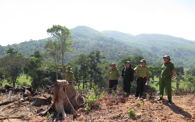 Thủ tướng chỉ đạo điều tra vụ phá rừng tự nhiên ở Bình Định