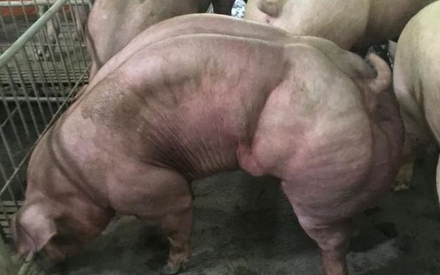 Lợn biến đổi gen cơ bắp cuồn cuộn ở Campuchia