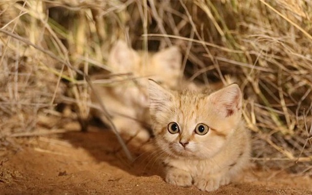 Giống mèo mini mới được ghi hình lần đầu tiên tại sa mạc