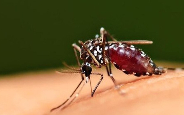 Cách bay ngược đời của muỗi khiến chúng trở nên cực kỳ đáng sợ