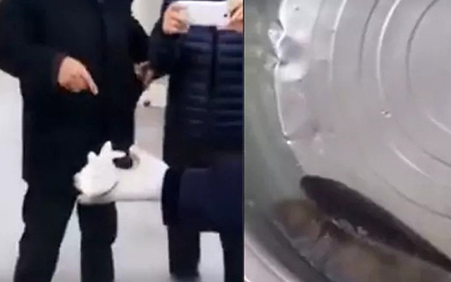 Lại thêm video "Trung Quốc hồi sinh cá chết" viral trên mạng, nhưng đây mới là sự thực về nó