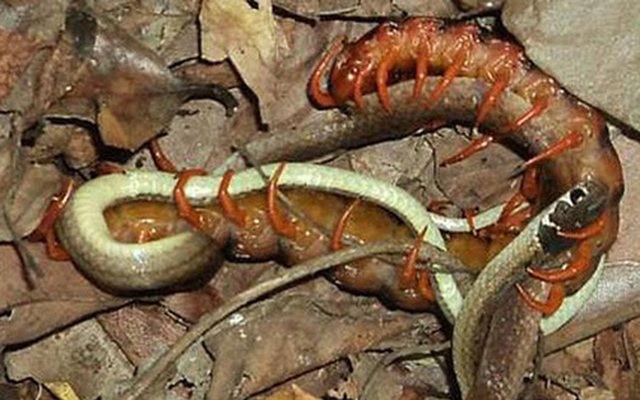 Xem cảnh con rết cắn chết và ăn hết một con rắn đang đẻ trứng