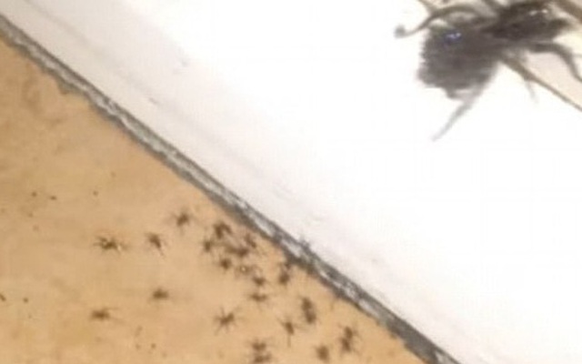 Kinh hoàng cảnh đàn nhện con chui ra từ bụng mẹ khi bị phun thuốc diệt côn trùng