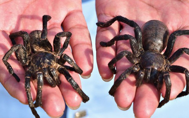 Ẩm thực lạ ở Campuchia: Món nhện độc ai nhìn cũng khiếp vía nhưng vẫn "ùn ùn" người ăn