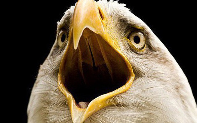 Vì sao chim không có răng và câu trả lời thú vị đến bất ngờ