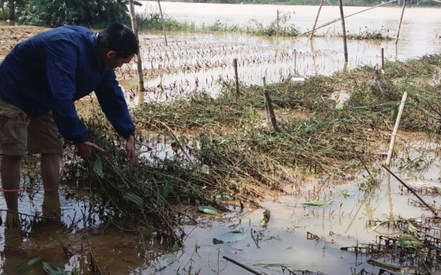 Nhiều làng hoa Tết nổi tiếng ở xứ Huế tan hoang sau lũ