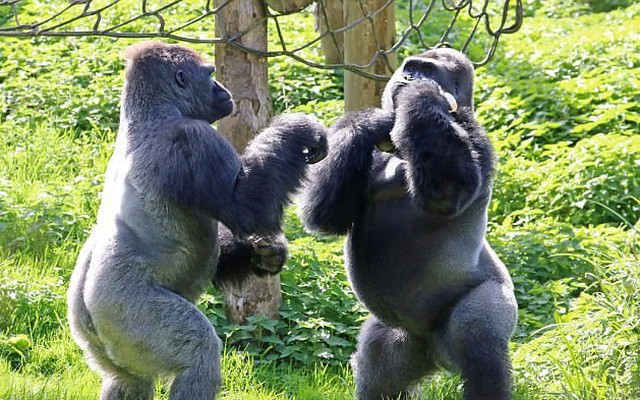 Hai con khỉ đột 'đấu quyền anh' để tranh giành thức ăn