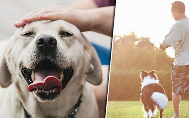 Nghiên cứu quy mô 3 triệu người đã xác nhận một lợi ích tuyệt vời khi nuôi chó