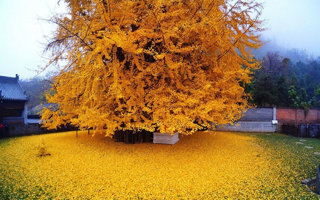 Lý do gì khiến 700.000 người đến thăm cây "vàng" mỗi ngày ở Trung Quốc?