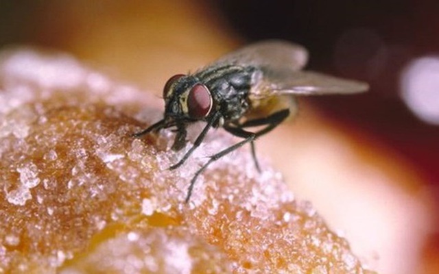 Khi ruồi đã nhúng chân vào thức ăn, hậu hoạ sẽ rất khó lường