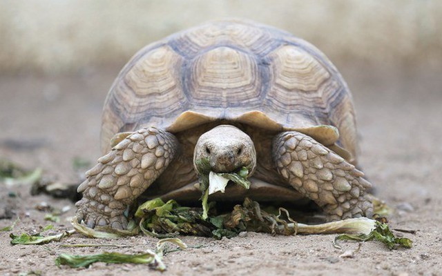 Bạn có biết: Loài rùa sinh tồn qua mùa đông bằng cách... thở bằng mông