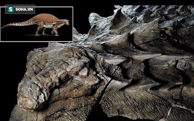 Giải mã hóa thạch quái vật mệnh danh "xe tăng 4 chân": Lớp "áo giáp" còn nguyên vẹn