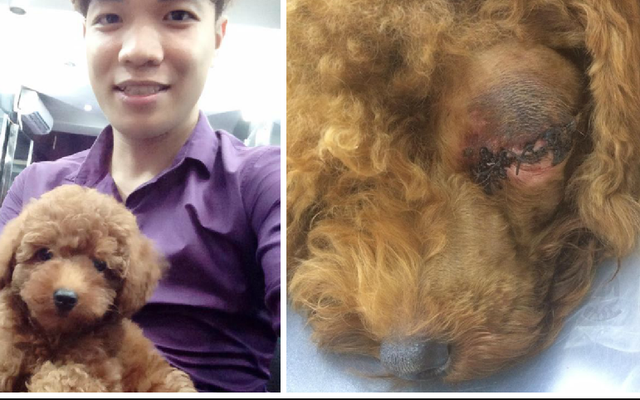 Chó Poodle bị bạn của chủ đánh chột mắt, hỏng mặt vì lỡ tè bậy lên đệm