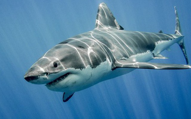 Nhiều công ty do “Shark” Trần Anh Vương lãnh đạo lỗ liên tục, cổ phiếu “rẻ như rau”