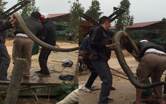 Rắn hổ mang chúa khủng nặng khoảng 20kg mà người dân bắt được là rắn nuôi