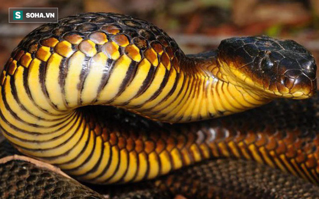Bí ẩn hòn đảo có hàng trăm con rắn hổ cực độc bị mù: Nhà làm phim BBC giải mã thành công