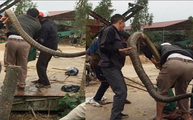 Chuyên gia tiết lộ sốc về con rắn khổng lồ nặng 20kg ở Vĩnh Phúc