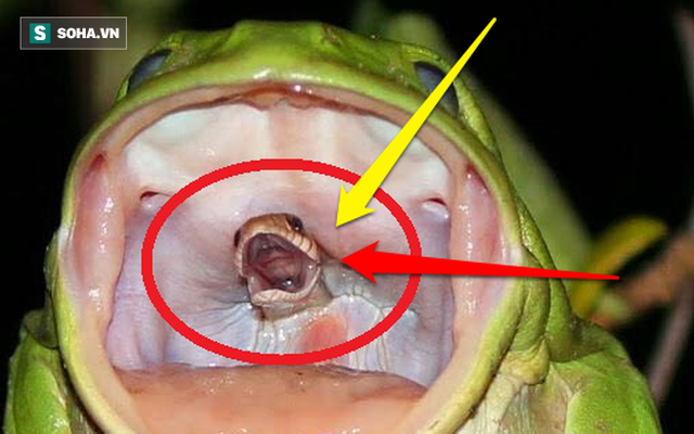 Con rắn điên cuồng thoát khỏi họng con ếch: Sự thật đằng sau bức ảnh này là gì?