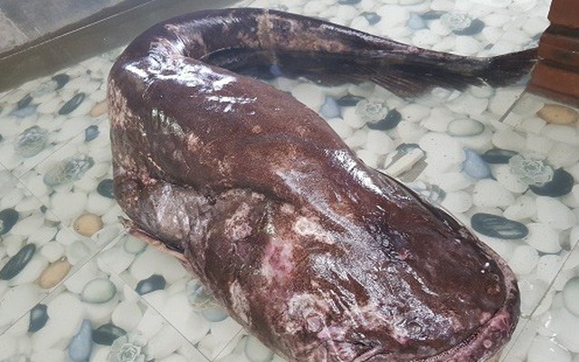Ngư dân Nghệ An bắt được cá leo 'khủng' nặng hơn nửa tạ