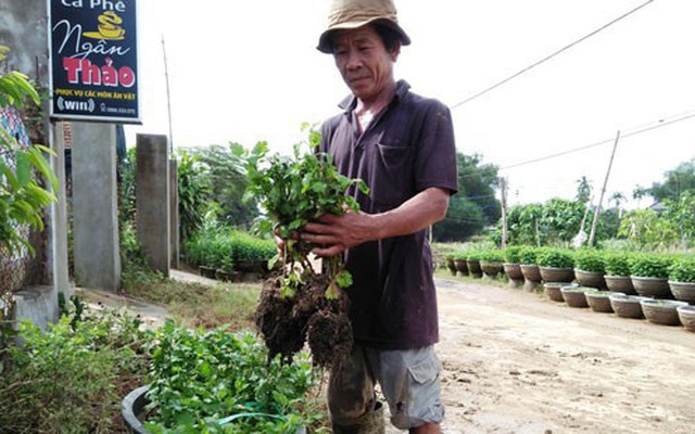 Hoa Tết điêu tàn sau bão lũ