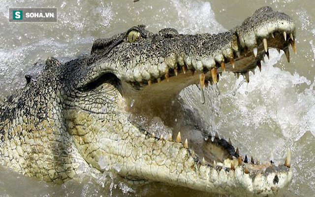 Bơi ra sông neo thuyền tránh bão Tembin, người đàn ông bị cá sấu ăn thịt