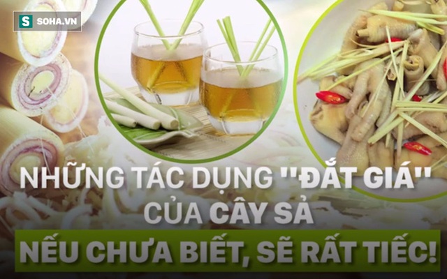 Những tác dụng "đắt giá" của cây sả: Nếu chưa biết, sẽ rất tiếc!