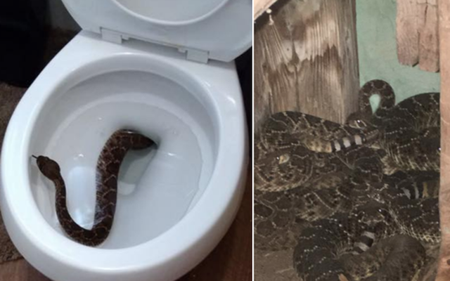 Từ một con rắn trong bồn cầu, gia đình phát hiện cả ổ rắn chuông kịch độc ẩn trong nhà