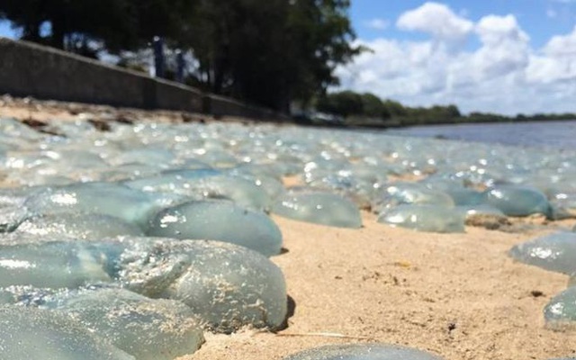 Hàng ngàn con sứa biển rủ nhau "nhuộm màu" bờ biển Australia