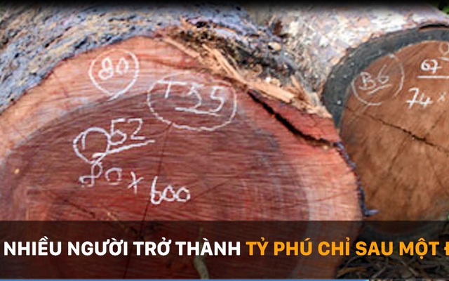 Loại gỗ quý được đại gia mua 600 triệu đồng ở Gia Lai từng "dậy sóng" ở Đắk Lắk