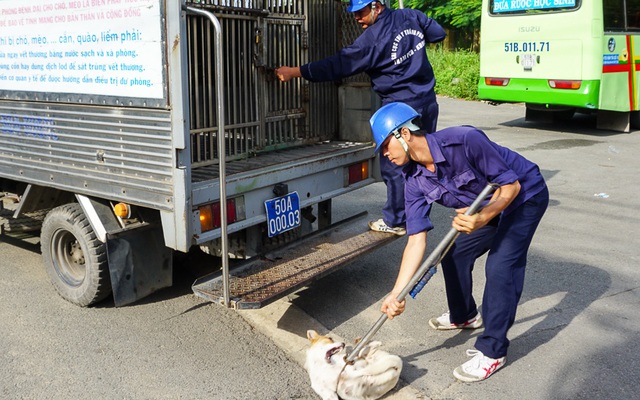 Thực hư thông tin giả mạo Đội săn bắt chó TP HCM để bắt chó nhà dân