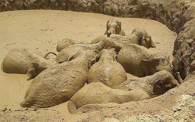Đứng trước nguy cơ chết đói, 11 con voi đồng tâm hiệp lực vượt "hố tử thần"