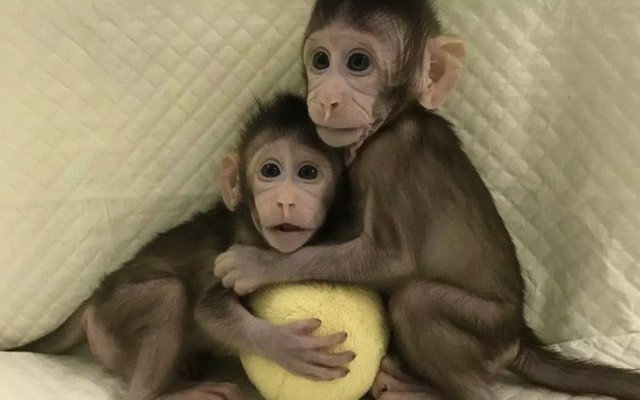 Các nhà khoa học Trung Quốc vừa nhân bản thành công khỉ