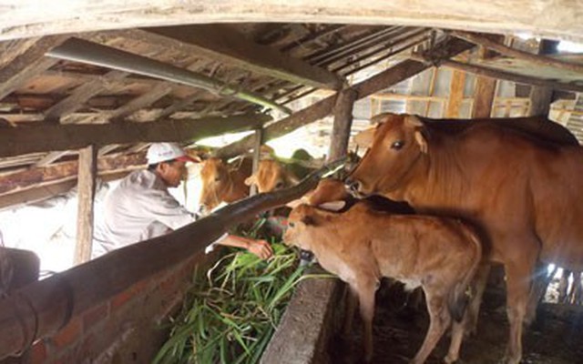 Kiện chủ tịch xã đòi “chuồng bò” và 7 con bò
