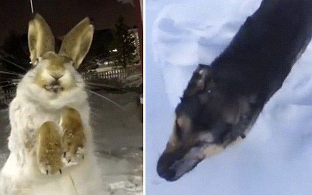 Đôi mắt ám ảnh của thỏ và chó chết cứng vì đóng băng trong nền nhiệt độ -56 độ C