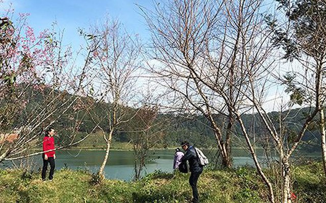 Ngày hội hoa anh đào Đà Lạt lại ‘vỡ trận’