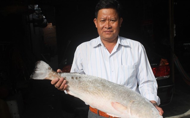 Câu được cá sủ vàng "khủng", trả tiền tỉ chưa bán