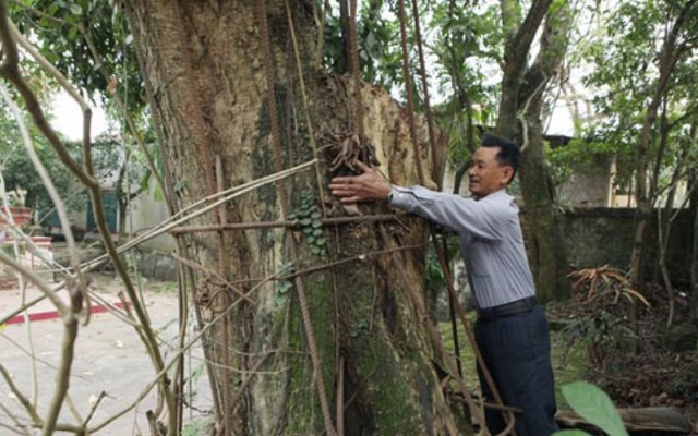 "Đại gia" bỏ 20,5 tỷ mua gỗ sưa ở Hà Nội: Sau 8 năm, gỗ bán hết còn tiền vẫn bị phong tỏa