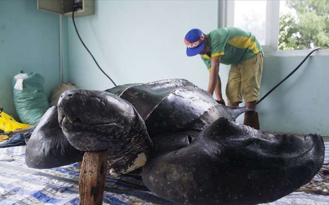 Phục dựng tiêu bản rùa quý trên đảo Lý Sơn