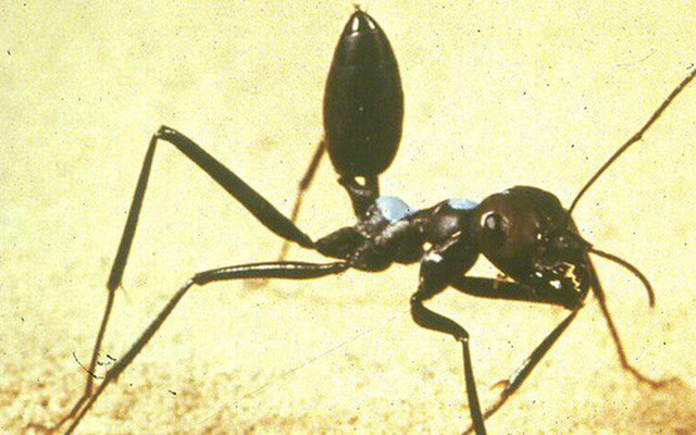 Đây là loài kiến kỳ lạ nhất sa mạc: Giải được cả toán lượng giác nhưng... quên luôn quê hương nếu thấy đồ ngon