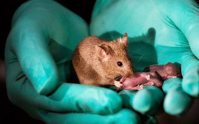 Các nhà khoa học Trung Quốc tạo ra được chuột con từ 2 con chuột cái, không cần đến con đực